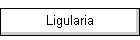 Ligularia