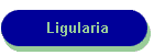 Ligularia