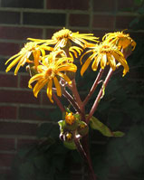 a._Ligularia_dentata_flowers.jpg (2040726 bytes)