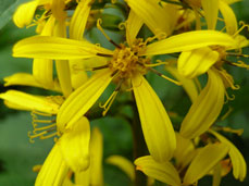 c._Ligularia_wilsoniana,_flower_detail.jpg (848497 bytes)