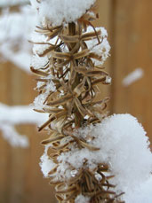 e._Ligularia_wilsoniana_winter_detail.jpg (1855147 bytes)